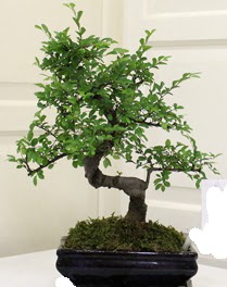 Bonsai saks� �i�e�i  Ankara �i�ek�i ma�azas� 