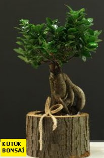 K�t�k i�erisinde Bonsai japon a�ac�  Ankara �i�ek servisi , �i�ek�i adresleri 