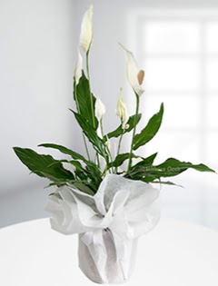 Spathiphyllum �i�e�i Bar�� �i�e�i  Ankara �i�ek sipari�i sitesi  