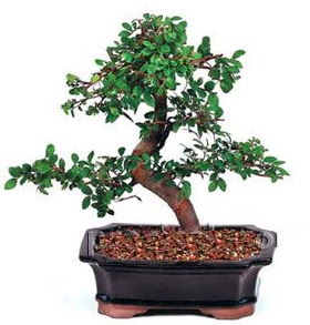 thal bonsai japon aac  Ankara anneler gn iek yolla 
