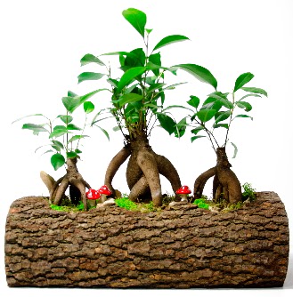 Do�al k�t�k i�inde 3 Bonsai Japon a�ac�  Ankara hediye sevgilime hediye �i�ek 