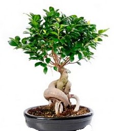 Bonsai japon a�ac� seramik i�inde  Ankara �i�ek online �i�ek sipari�i 