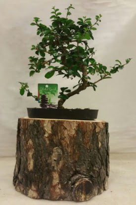 Doal ktk iinde bonsai japon aac  Ankarada iek gnderme sitemiz gvenlidir 