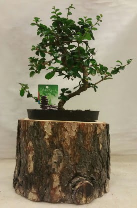 Do�al k�t�k i�inde bonsai japon a�ac�  Ankarada �i�ek g�nderme sitemiz g�venlidir 