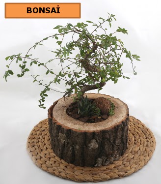 Doal aa ktk ierisinde bonsai bitkisi  Ankara nternetten iek siparii 