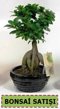 Bonsai japon a�ac� ginseng bonsai  Ankara �i�ek sipari�i vermek 