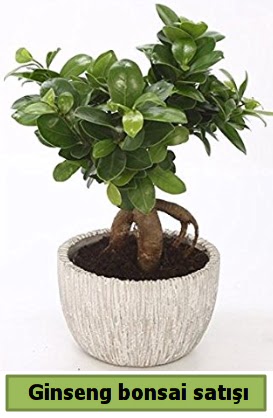 Ginseng bonsai japon aac sat  Ankaraya iek yolla 