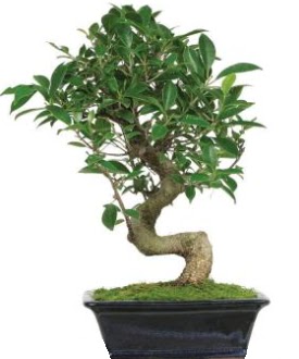 Bonsai saks� bitkisi japon a�ac�  Ankara �i�ek ma�azas� , �i�ek�i adresleri 