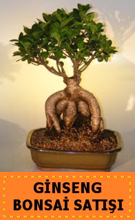 Ginseng bonsai sat japon aac  Ankara gvenli kaliteli hzl iek 