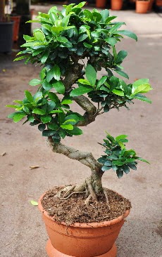 Orta boy bonsai saks� bitkisi  Ankara �i�ek servisi , �i�ek�i adresleri 