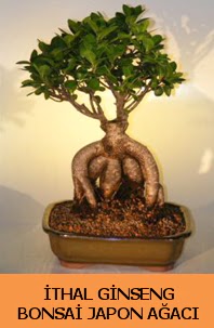 thal japon aac ginseng bonsai sat  Ankarada iek gnderme sitemiz gvenlidir 
