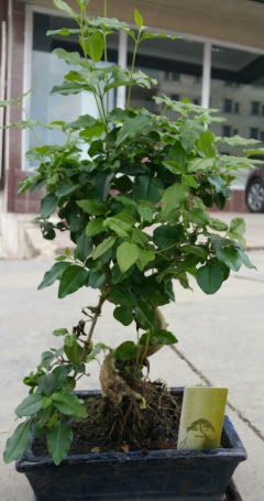 Bonsai japon a�ac� saks� bitkisi  Ankara �i�ek ma�azas� , �i�ek�i adresleri 