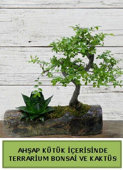Ah�ap k�t�k bonsai kakt�s teraryum  Ankara �i�ek servisi , �i�ek�i adresleri 