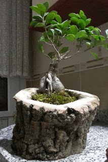 Ah�ap k�t�k i�erisinde ginseng bonsai  Ankara �i�ek servisi , �i�ek�i adresleri 