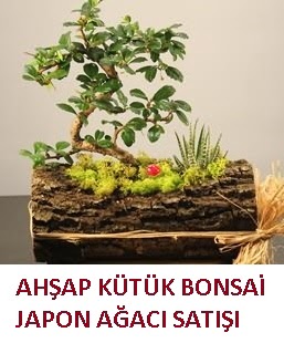 Ah�ap k�t�k i�erisinde bonsai ve 3 kakt�s  Ankara 14 �ubat sevgililer g�n� �i�ek 