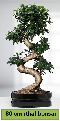 80 cm özel saksıda bonsai bitkisi  Ankaraya çiçek yolla 
