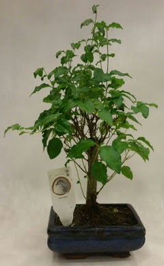 Minyat�r bonsai japon a�ac� sat���  Ankaraya �i�ek yolla 