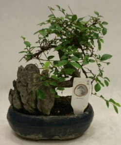 thal 1.ci kalite bonsai japon aac  Ankara iek , ieki , iekilik 