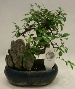 �thal 1.ci kalite bonsai japon a�ac�  Ankara �i�ek , �i�ek�i , �i�ek�ilik 