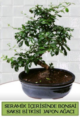 Seramik vazoda bonsai japon aac bitkisi  Ankara anneler gn iek yolla 