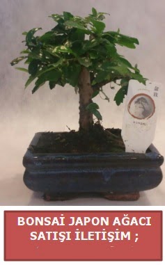 Japon a�ac� minya�r bonsai sat���  Ankara �i�ek , �i�ek�i , �i�ek�ilik 