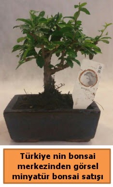 Japon aac bonsai sat ithal grsel  Ankara iek gnderme 