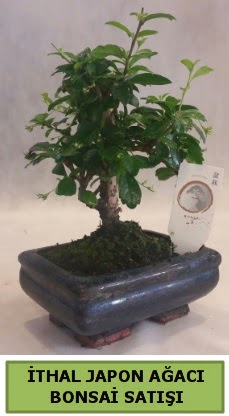thal japon aac bonsai bitkisi sat  Ankaraya iek yolla 