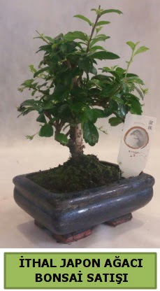 �thal japon a�ac� bonsai bitkisi sat���  Ankaraya �i�ek yolla 