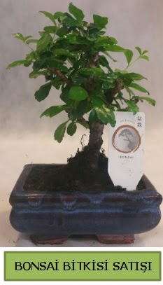 Bonsai ithal g�rsel minyat�r japon a�ac�  Ankara �i�ek sat��� 