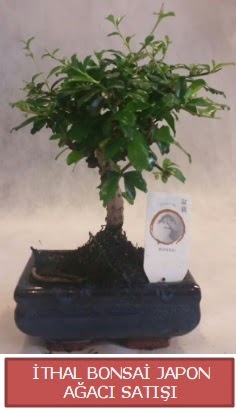 �thal k���k boy minyat�r bonsai a�a� bitkisi  Ankaraya �i�ek yolla 