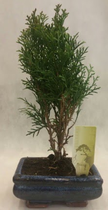 SINIRLI SAYIDA �R�N Selvi Bonsai  Ankarada �i�ek g�nderme sitemiz g�venlidir 