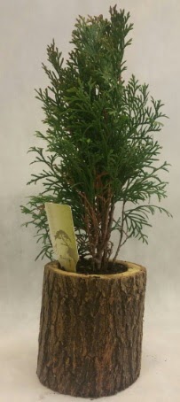 SINIRLI STOK Selvi Bonsai Do�al k�t�kte  Ankarada �i�ek g�nderme sitemiz g�venlidir 