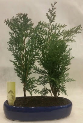 SINIRLI SAYIDA Selvi A�ac� bonsai ikili  Ankaraya �i�ek yolla 