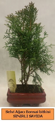 Selvi aac bonsai japon aac bitkisi  Ankara iek , ieki , iekilik 