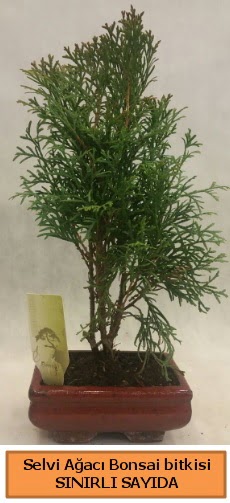 Selvi a�ac� bonsai japon a�ac� bitkisi  Ankara �i�ek , �i�ek�i , �i�ek�ilik 