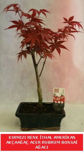 �THAL ACER RUBRUM BONSA� A�ACI  Ankara �nternetten �i�ek sipari�i 