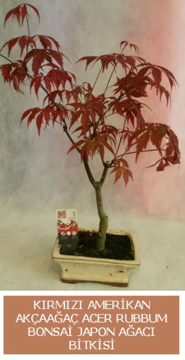 Amerikan akaaa Acer Rubrum bonsai  Ankara online ieki , iek siparii 