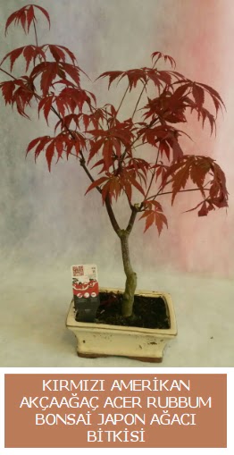Amerikan ak�aa�a� Acer Rubrum bonsai  Ankara online �i�ek�i , �i�ek sipari�i 