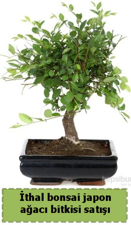 thal bonsai saks iei Japon aac sat  Ankarada iek gnderme sitemiz gvenlidir 