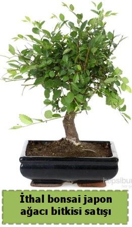 �thal bonsai saks� �i�e�i Japon a�ac� sat���  Ankarada �i�ek g�nderme sitemiz g�venlidir 
