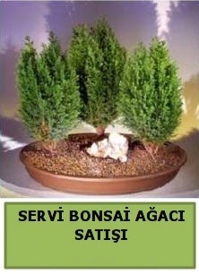 BONSA� 3 L� SERV� BONSA� A�ACI  Ankaraya �i�ek yolla 