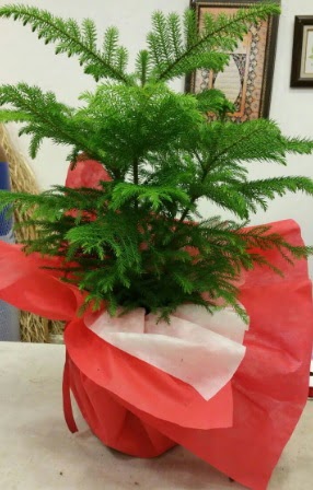 Salon �am� Araucaria Heterophylla bitkisi  Ankarada �i�ek g�nderme sitemiz g�venlidir 