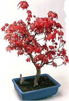 Amerikan akaaa bonsai bitkisi  Ankara iek gnderme 