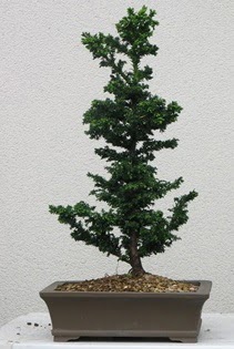 �am a�ac� bonsai bitkisi sat���  Ankaraya �i�ek yolla 
