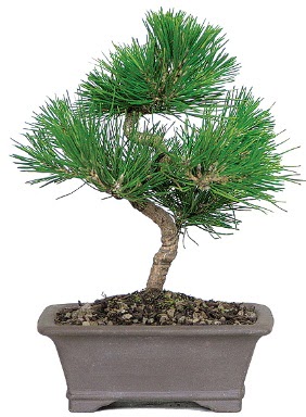 �am a�ac� bonsai japon a�ac� bitkisi  Ankara �i�ek�i telefonlar� 