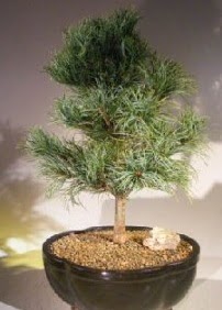 �am a�ac� bonsai bitkisi sat���  Ankara �i�ek sat��� 