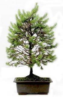 *** STOKTA YOK - am aac bonsai bitkisi sat  Ankara yurtii ve yurtd iek siparii 