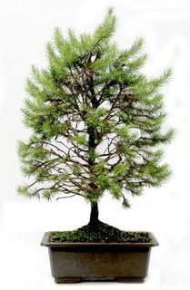*** STOKTA YOK - �am a�ac� bonsai bitkisi sat���  Ankara yurti�i ve yurtd��� �i�ek sipari�i 