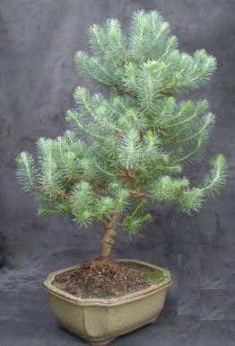 Bonsai �am a�ac� japon a�ac� bitkisi  Ankara �nternetten �i�ek sipari�i 