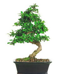 Bonsai bitkisi sat���  Ankaraya �i�ek yolla 